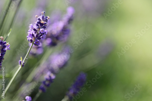 Lavender flowers in field. Soft focus  close-up macro image with blurred background.