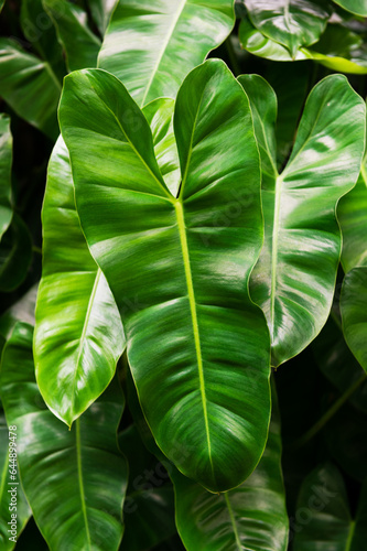 Glossy green leaves of the Philodendron Burle-Marx plant 