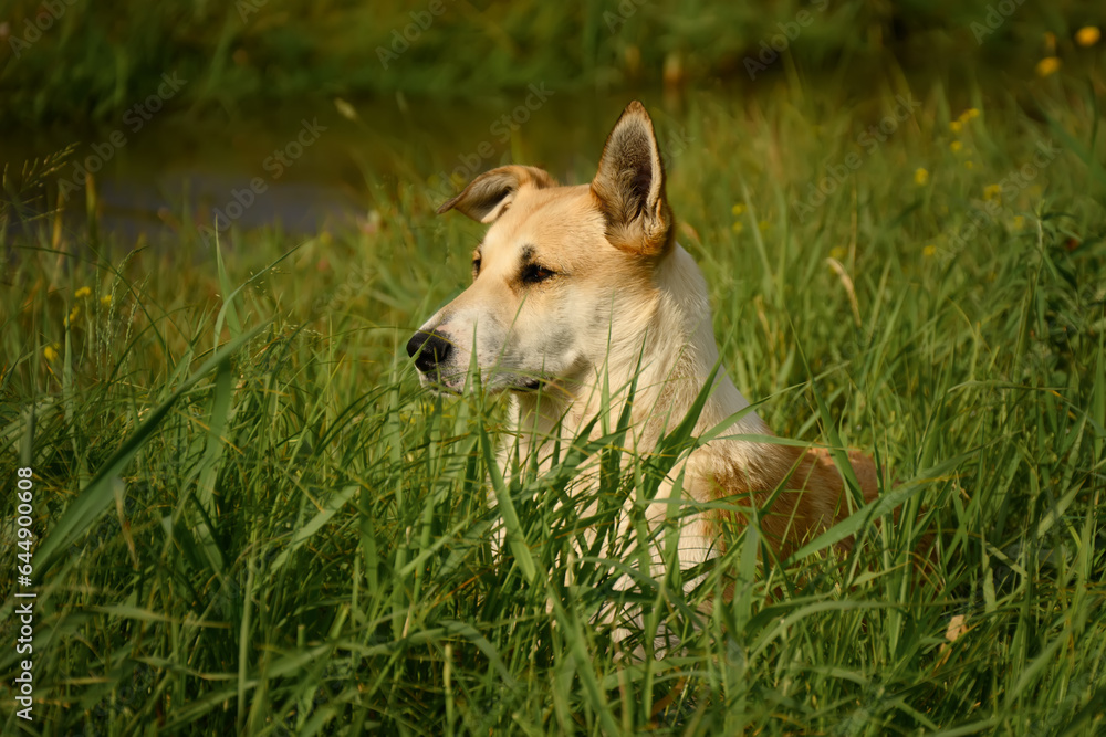 dog outdoors in the grass on a sunny summer day. dog outdoors in the grass on a sunny summer day.