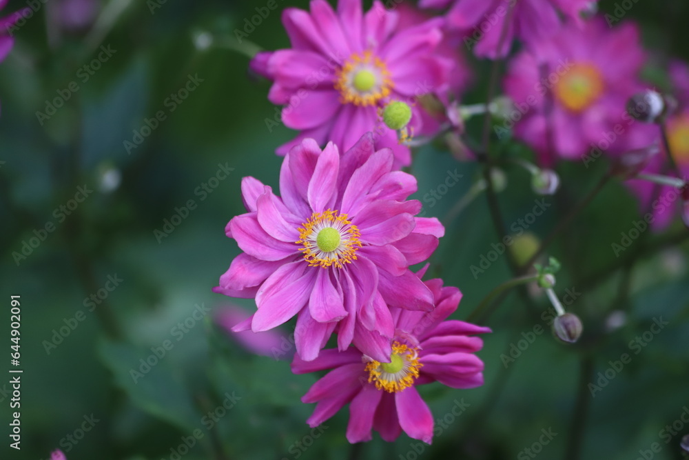 Anemone hybrida. Closeup of japanese anemone Pamina, windflower. Anemone hybrida. Closeup of japanese anemone Pamina, windflower.