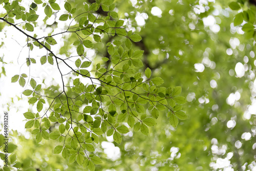green leaves background