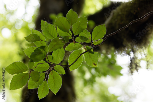 green leaves on a branch