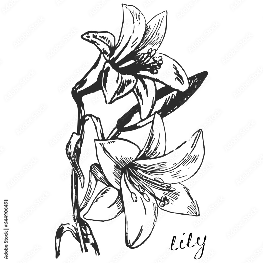 lily, monochrome flower, monochrome lily, lily on transparent background, flower on transparent background lily, monochrome flower, monochrome lily, lily on transparent background, flower on transparent background