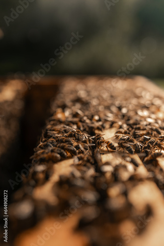 Close-up photo of honey bees on a wooden beehive, beekeeping hive, beekeeper, small insects