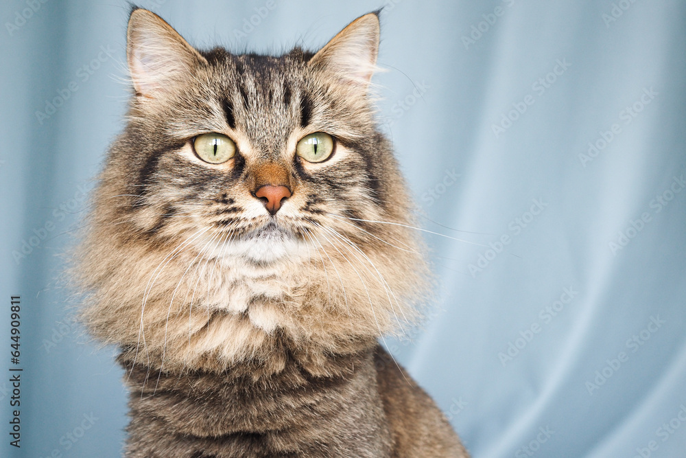 Close up siberian brown cat on blue background