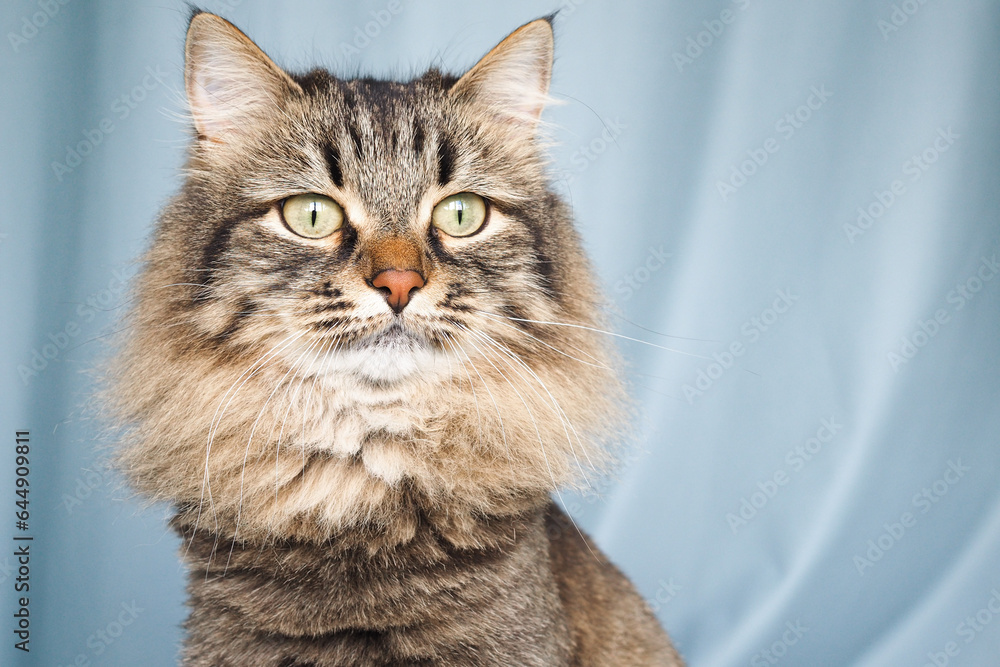 Close up siberian brown cat on blue background Close up siberian brown cat on blue background