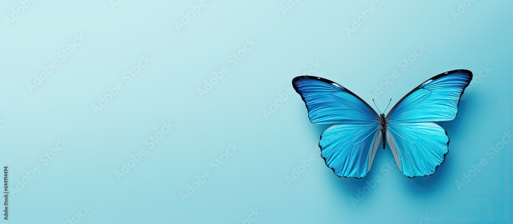 Flying blue butterfly isolated pastel background Copy space - obrazy, fototapety, plakaty 