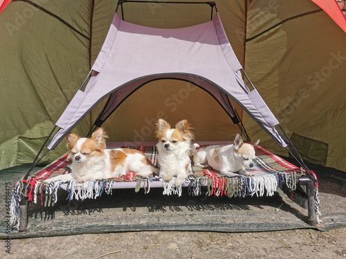chihuahua party at the garden