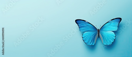 Flying blue butterfly isolated pastel background Copy space