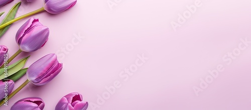 Violet tulips Set upon isolated pastel background Copy space © HN Works