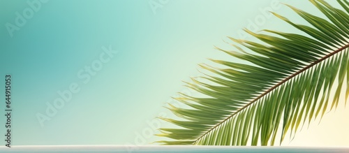 Coconut leaf against isolated pastel background Copy space