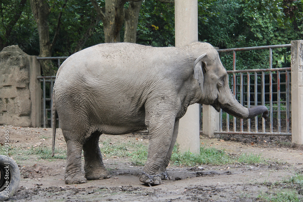 Fototapeta premium Elephant chained in the zoo