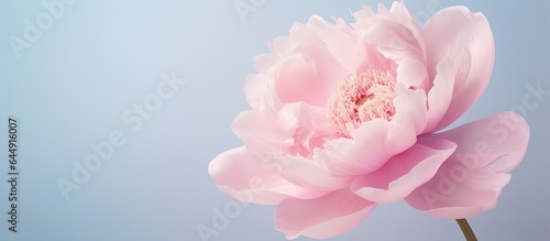 Fototapeta Naklejka Na Ścianę i Meble -  Pink peony alone on isolated pastel background Copy space