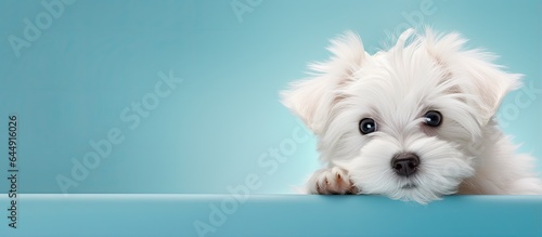 Maltese dog posing in studio cute and white isolated pastel background Copy space photo
