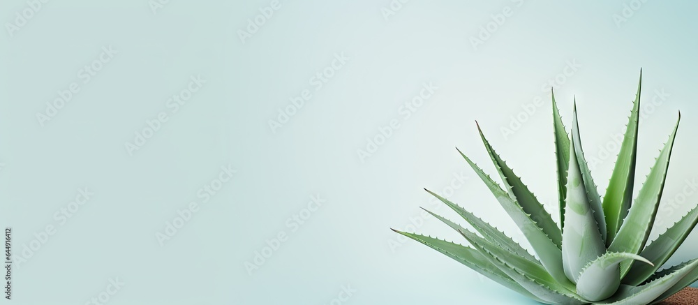 Aloe on a isolated pastel background Copy space