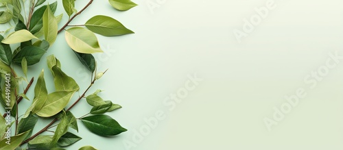 Coffee leaves isolated on a isolated pastel background Copy space