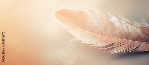 Muted colors in closeup of feather macro photo with beautiful minimalistic background isolated pastel background Copy space