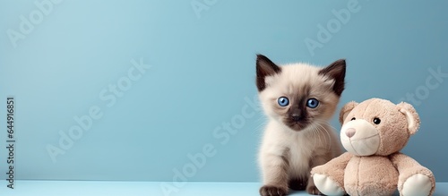 Siamese kitten and toy alone on isolated pastel background Copy space © HN Works
