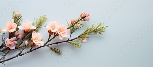 coniferous tree isolated pastel background Copy space