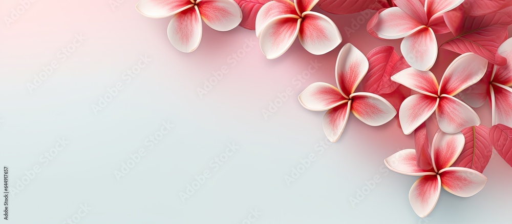 Red Siam Plumeria against a isolated pastel background Copy space - obrazy, fototapety, plakaty 