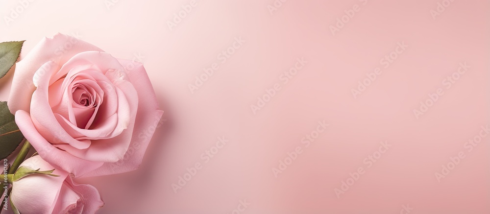 Rose that is pink isolated pastel background Copy space