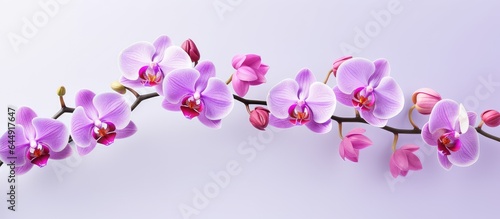 Pink phalaenopsis orchid branch on a isolated pastel background Copy space © HN Works