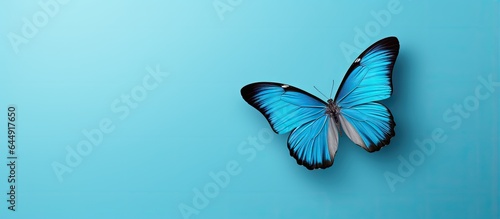 Flying blue butterfly isolated pastel background Copy space © HN Works