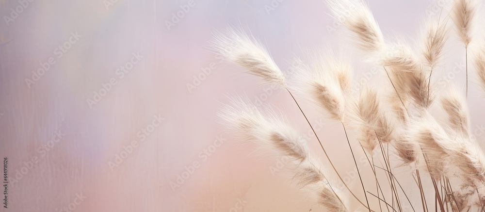 Arrangement made with dried pampas grass isolated pastel background Copy space Arrangement made with dried pampas grass isolated pastel background Copy space