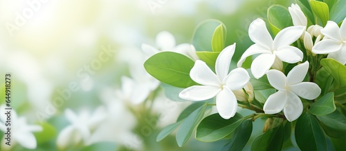 Fototapeta Naklejka Na Ścianę i Meble -  White jasmine flower in a garden with blurred green leaves background Perfect for Mothers Day isolated pastel background Copy space