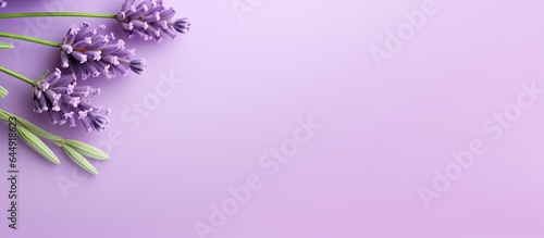 Macro photograph of lavender in close up isolated pastel background Copy space