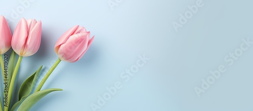 Single pink tulip on a isolated pastel background Copy space #644919020