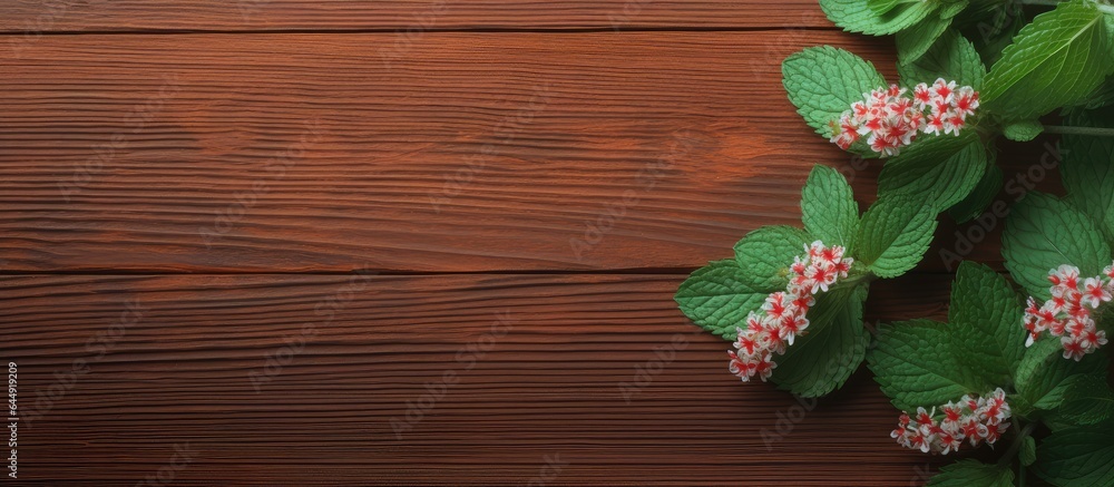 Peppermint on isolated pastel background Copy space