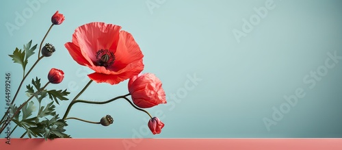 Isolated isolated pastel background Copy space macro of vibrant red oriental poppy flower with green leaves photo