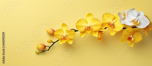 Yellow orchid isolated on a isolated pastel background Copy space with path