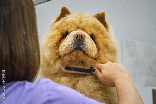 A smiling Chow Chow basks in the attention of a qualified groomer, highlighting the emotional bond formed through pet care