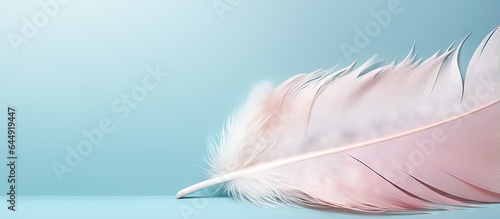 Birds white feather on a isolated pastel background Copy space
