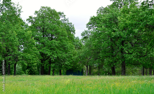 green oak trees in the park with green lawn in cloudy day copy space