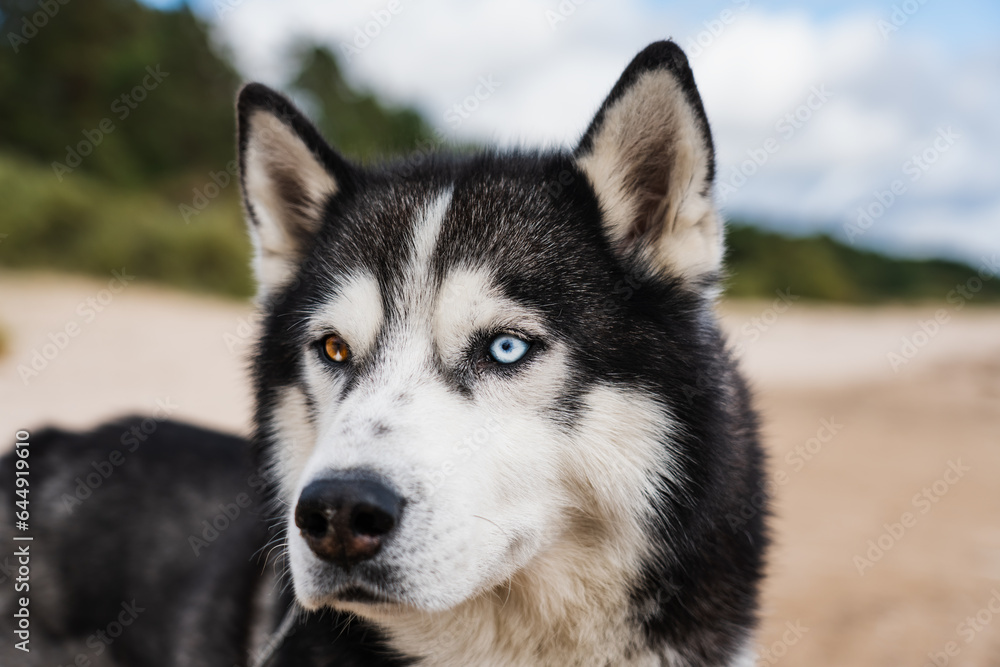 Husky dog ​​with multi-colored eyes, close-up photo.