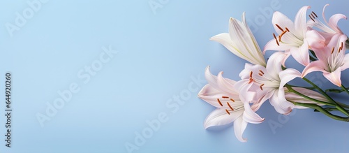 Gorgeous flower set against isolated pastel background Copy space