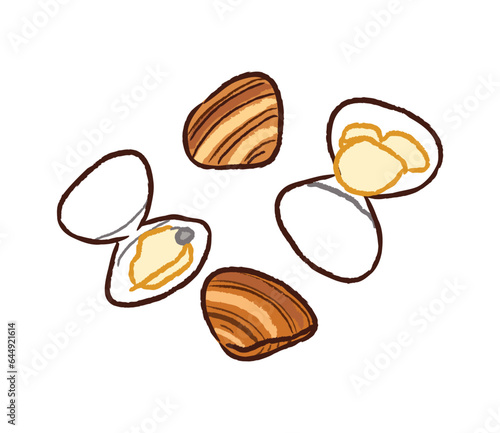 Raw and cooked brown clams