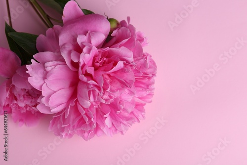 Beautiful bright peonies on pink background, top view. Space for text