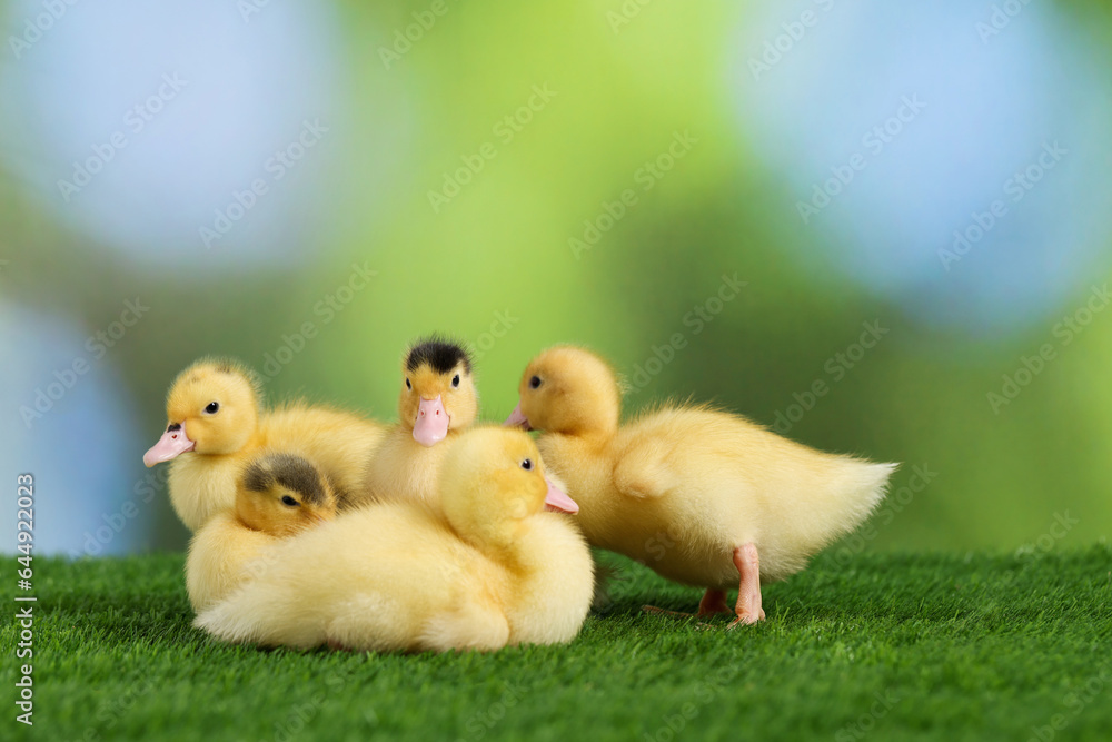 Cute fluffy ducklings on green grass against blurred background