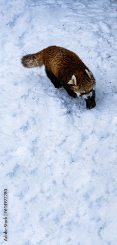 japanese red panda walking around the snow