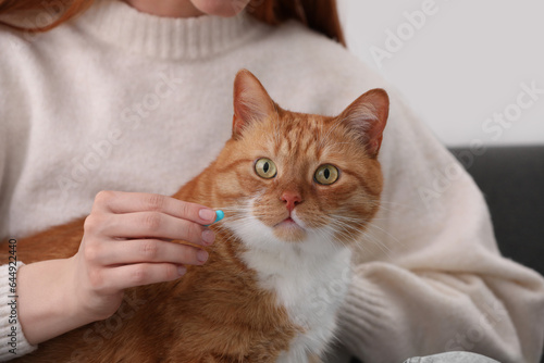 Woman giving pill to cute cat indoors, closeup