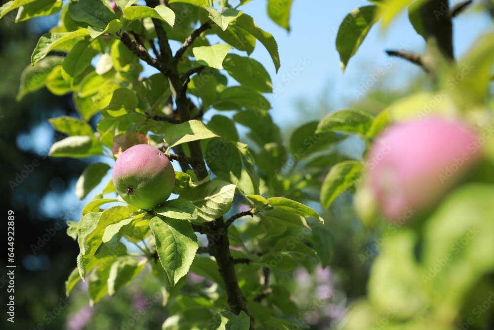 Delicious ripe apple on tree in garden on sunny day Delicious ripe apple on tree in garden on sunny day