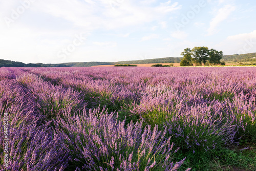 View of beautiful blooming lavender growing in field