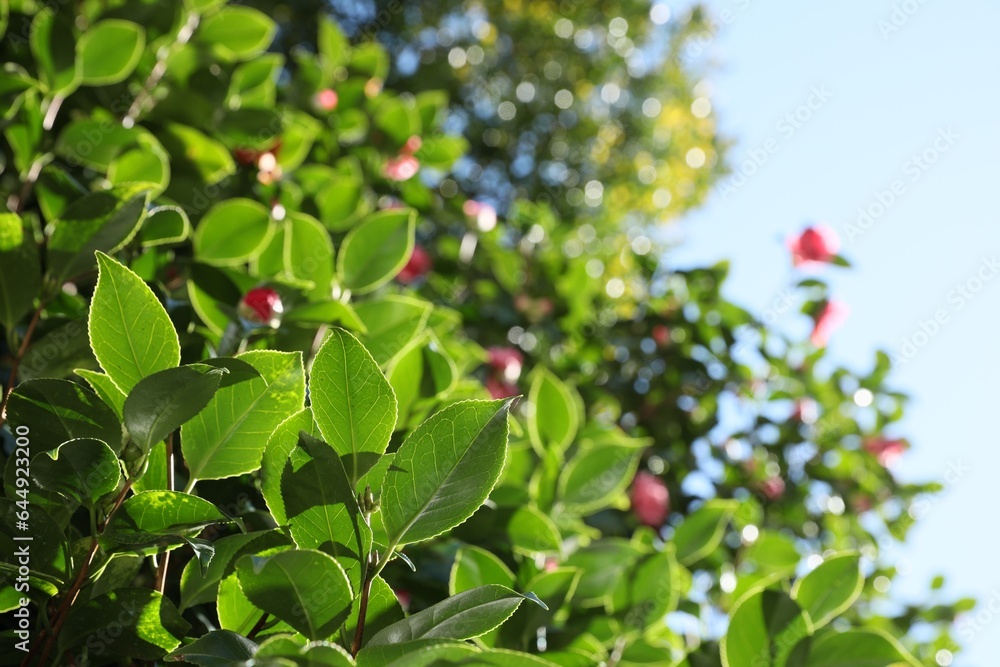 Beautiful green bush growing outdoors on sunny day, closeup. Space for text Beautiful green bush growing outdoors on sunny day, closeup. Space for text