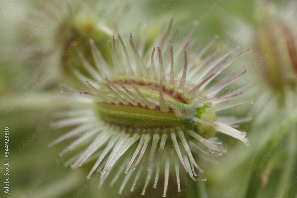 Macro photo of beautiful Astrodaucus plant on blurred background Macro photo of beautiful Astrodaucus plant on blurred background