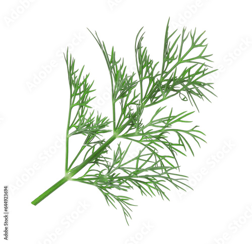 Sprig of fresh dill isolated on white