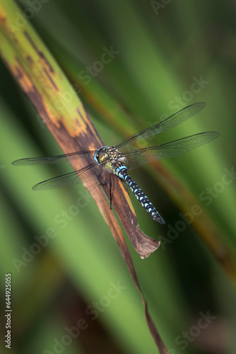 Dragonfly colorful insects of summer photo